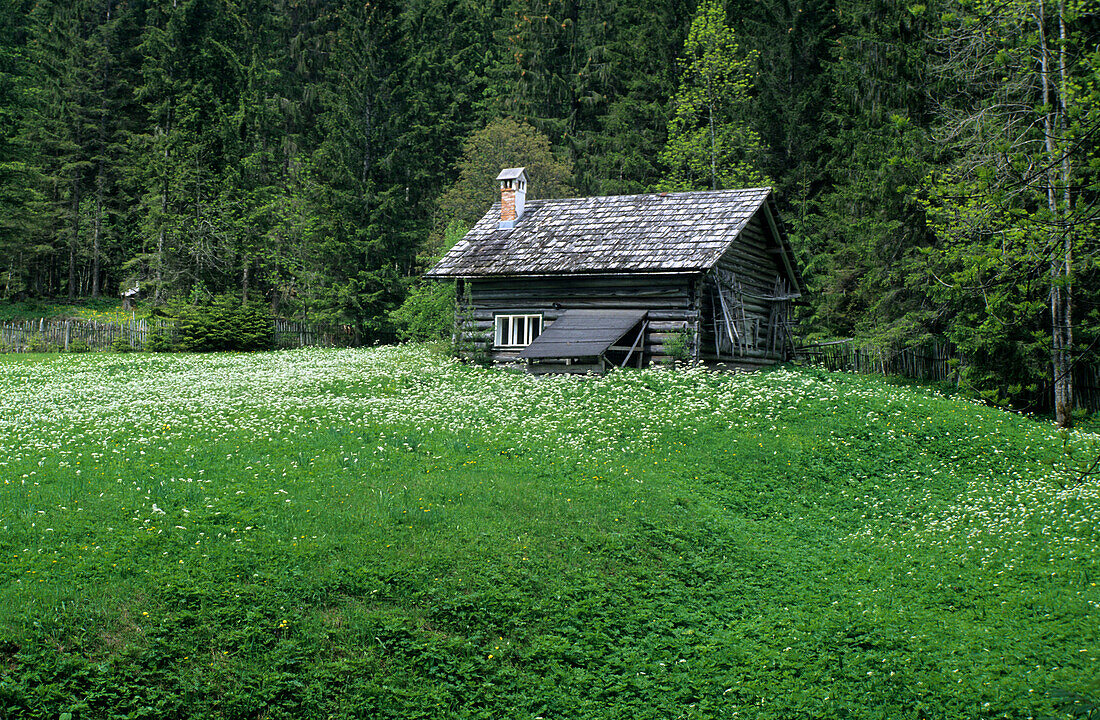 Einsame Holzhütte in Waldlichtung mit Narzissenwiese im Vordergrund, Dachsteingruppe, Oberösterreich, Österreich