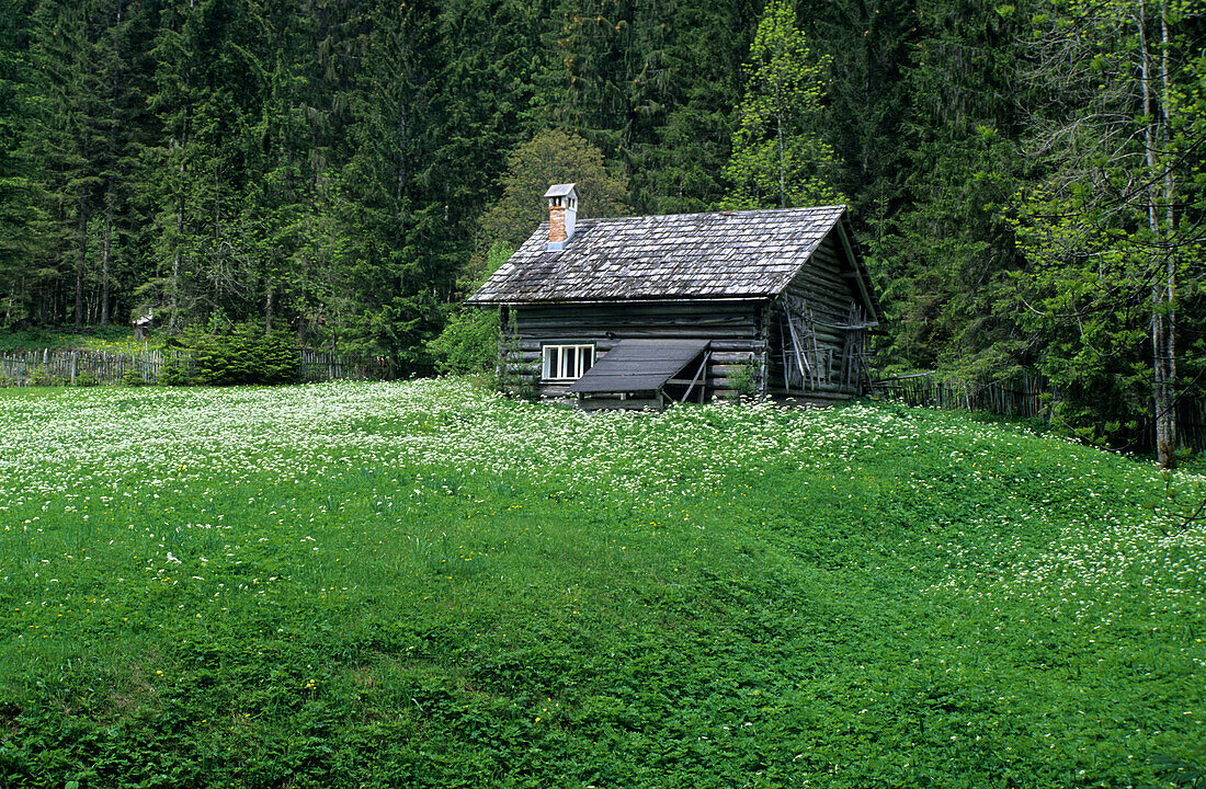 Lonely wooden hut in a clearing with narcissus, Dachstein mountain range, Upper Austria, Austria