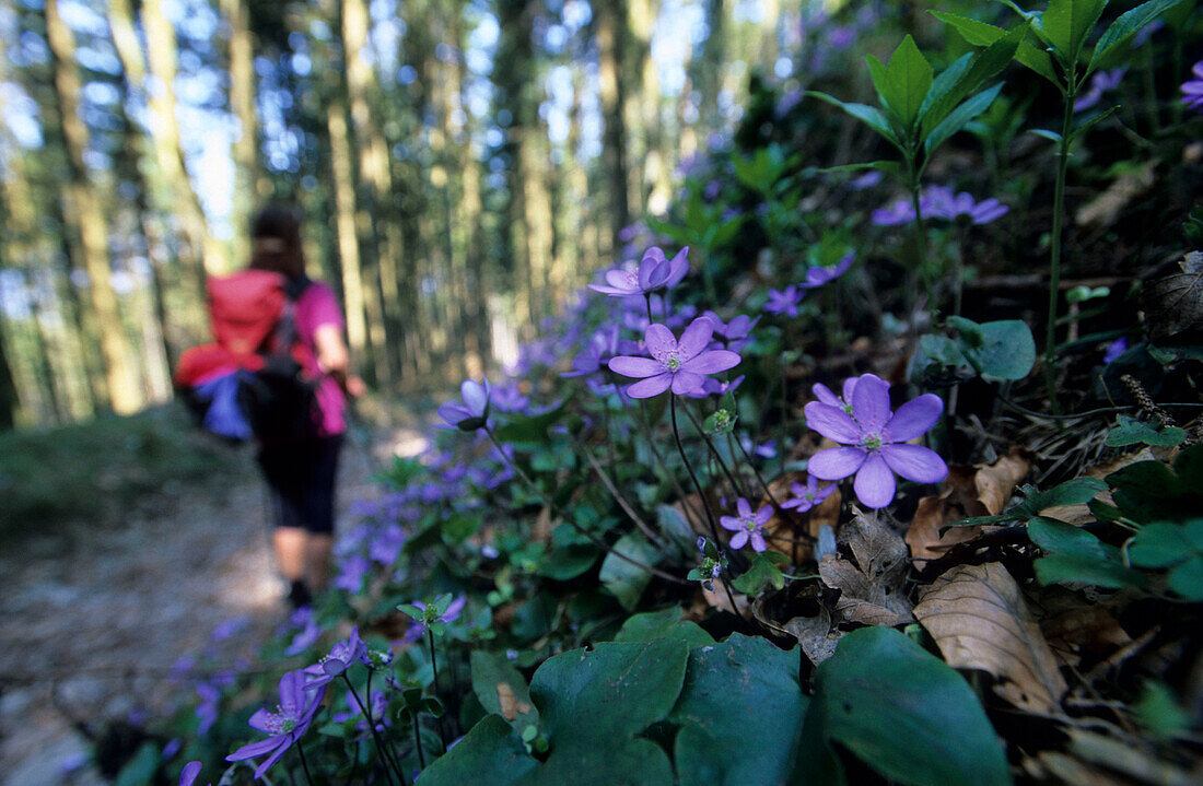 Hepatica at the side of a footpath with hiker in background, Agergschwendt, Marquartstein, Chiemgau, Bavarian alps, Upper Bavaria, Bavaria, Germany