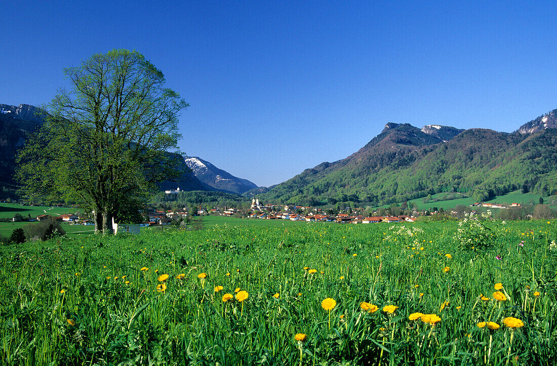 Dandelion field with Hohenanschau palace and village of Aschau in the background, Chiemgau, Upper Bavaria, Bavaria, Germany