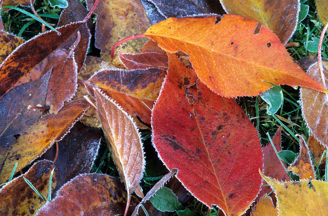 Rot und orange verfärbtes Herbstlaub mit Reif