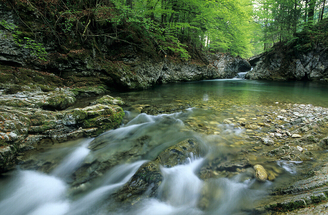 A stream bed with green beech trees in Prien valley near Aschau, Chiemgau, Upper Bavaria, Bavaria, Germany