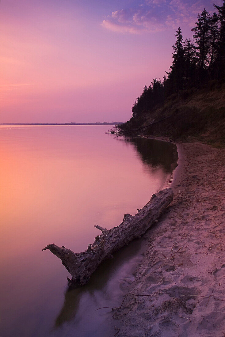 (stranded), Baumstamm am Ufer Schlei, Schleswig-Holstein, Deutschland