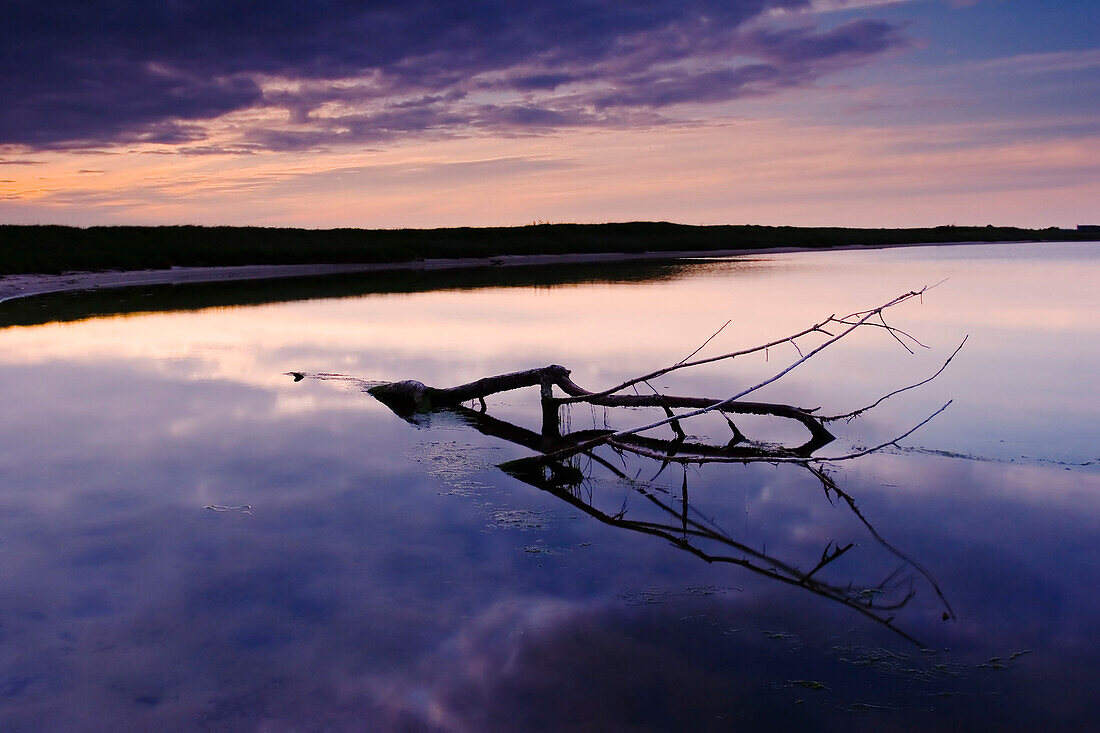 Coastline at sunset, branch lying in water, Baltic Sea, Schleswig-Holstein, Germany
