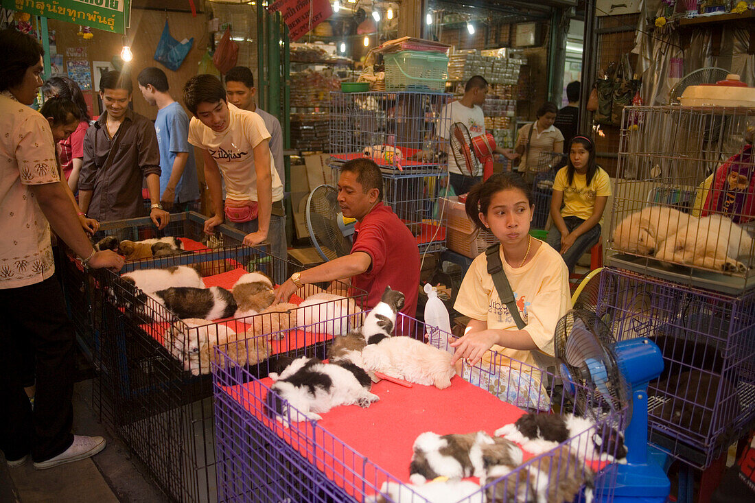 Dealer offering puppies at Suan Chatuchak Weekend Market, Bangkok, Thailand