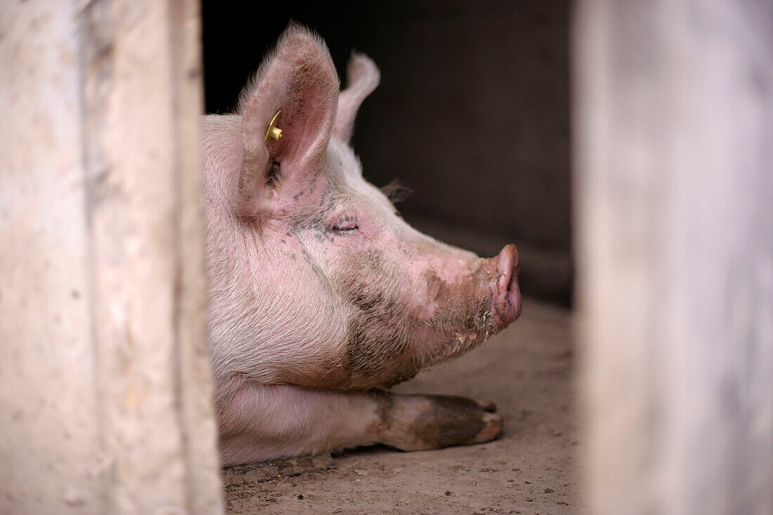 Pig in barn