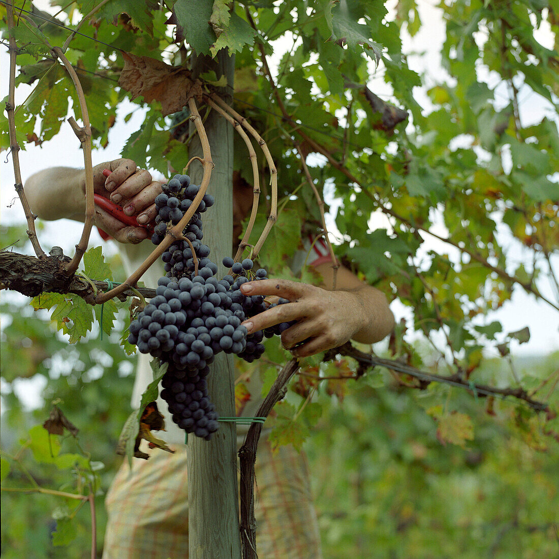 A man gathering grapes at vintage, Tuscany, Italy