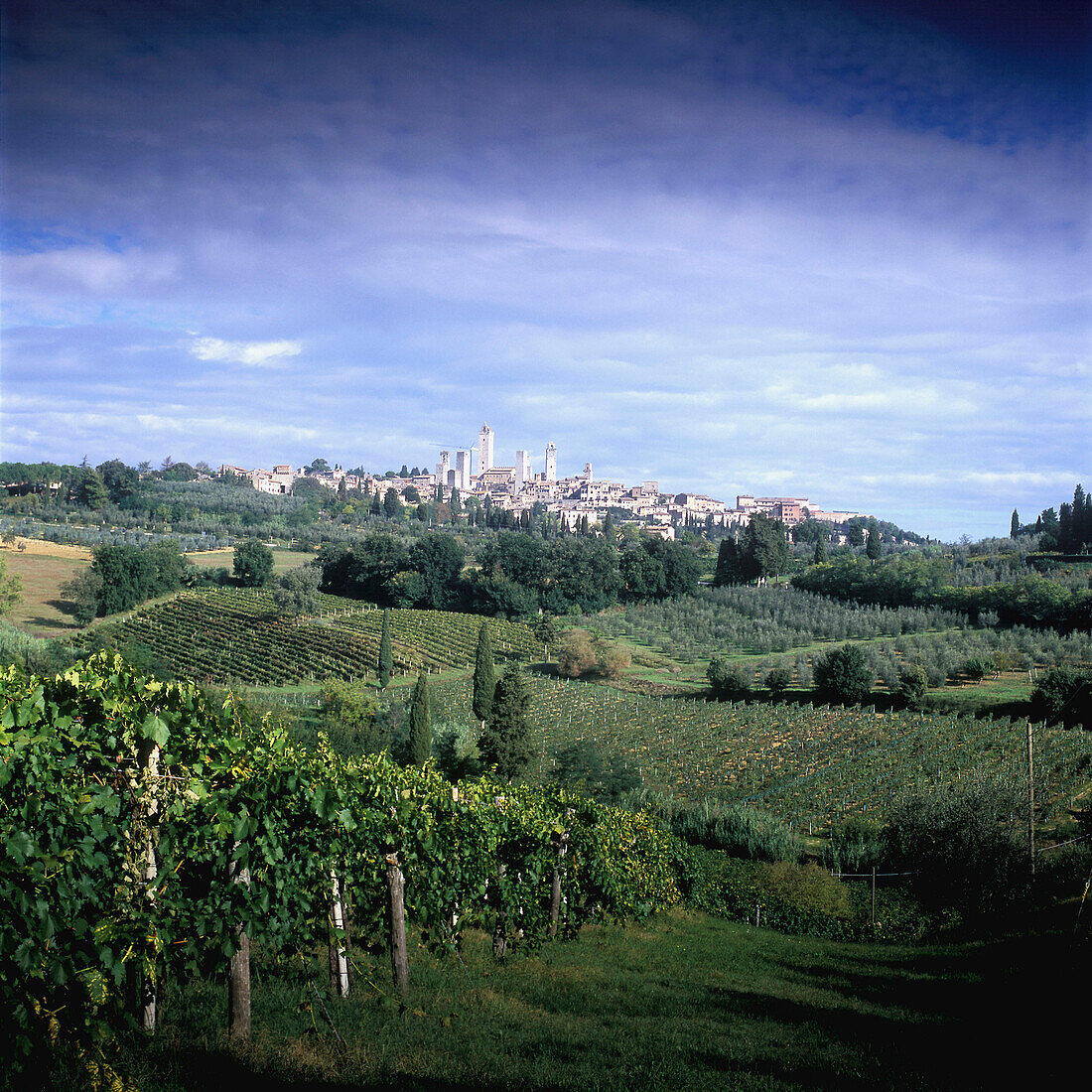 View over vineyards at San Gimignano, Tuscany, Italy