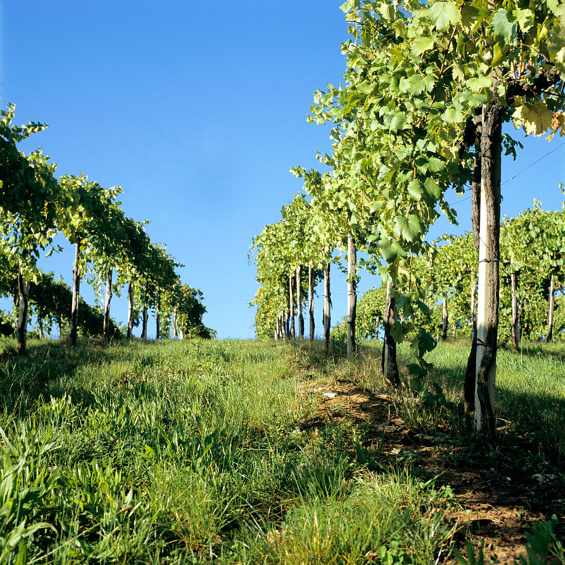 Vines under a blue sky, San Gimignano, Tuscany, Italy