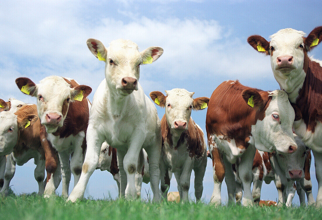 Curious cows looking at camera, Mecklenburg-Western Pomerania, Germany