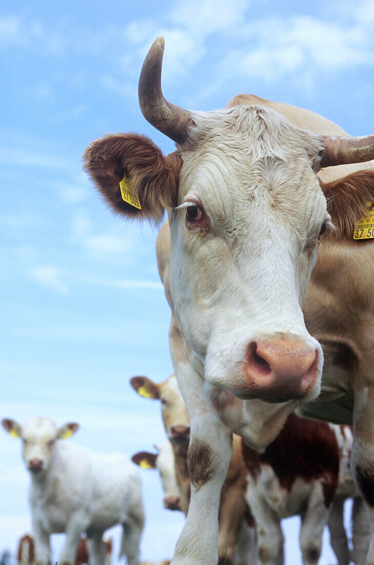 Cow looking at camera, Mecklenburg-Western Pomerania, Germany