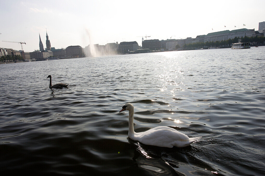 Inner Alster Lake, tourists, swan, fountain, City, Hamburg