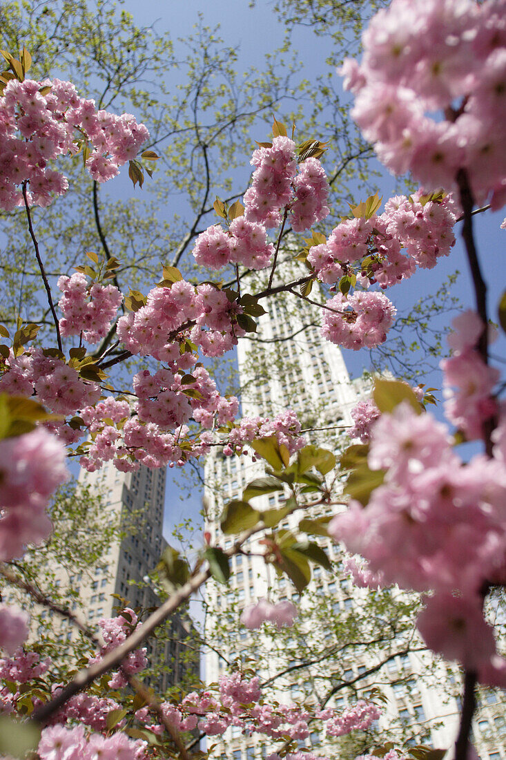 Blühender Baum vor dem Woolworthgebäude, Broadway, Manhattan, New York, Amerika, USA