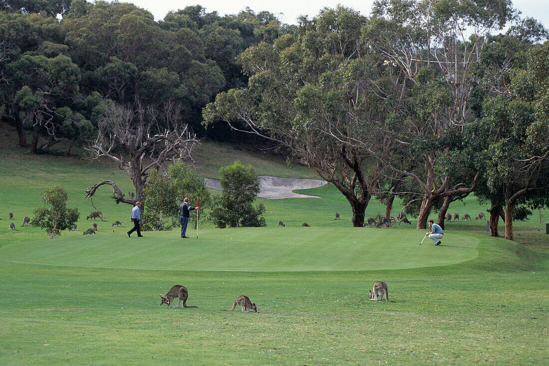 Kängurus in der Mitte von einem Golfplatz, Anglesea Golf Course, Anglesea, Victoria, Australien