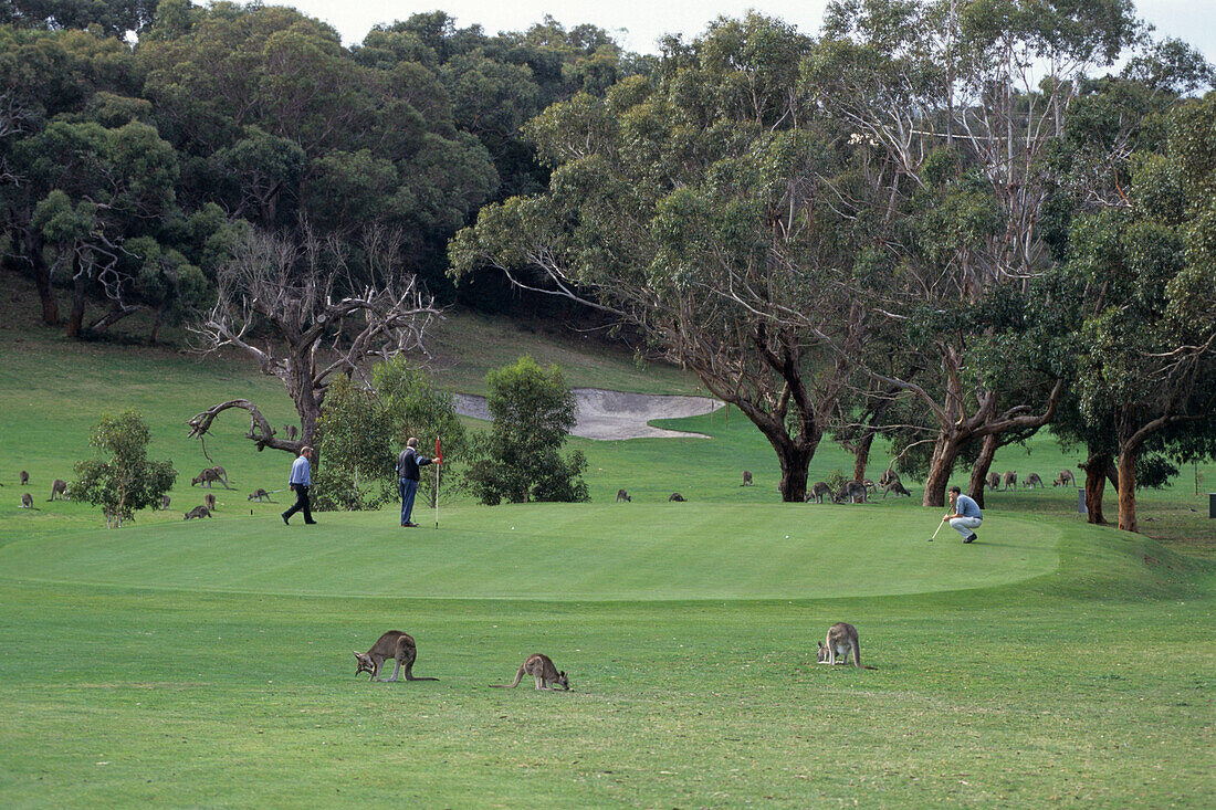 Kangaroos on Anglesea Golf Course, Anglesea, Victoria, Australia