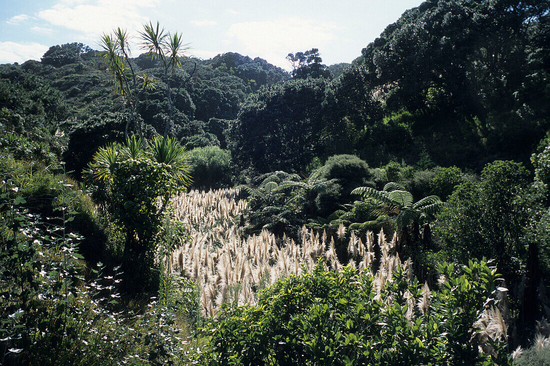 Wilde Natur mit Busch und Flachs, Bethells Beach, Waitakere Ranges, in der Nähe von Auckland, Nordinsel, Neuseeland