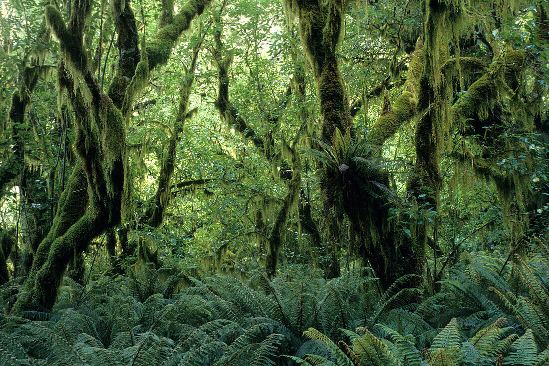 Ein Mooswald mit Farne, Milford Track, Fiordland National Park, Südinsel, Neuseeland