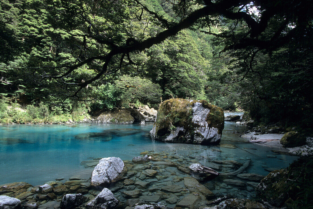 Beansburn Buchenwald, Dart River Wilderness, in der Nähe von Glenorchy, Südinsel, Neuseeland