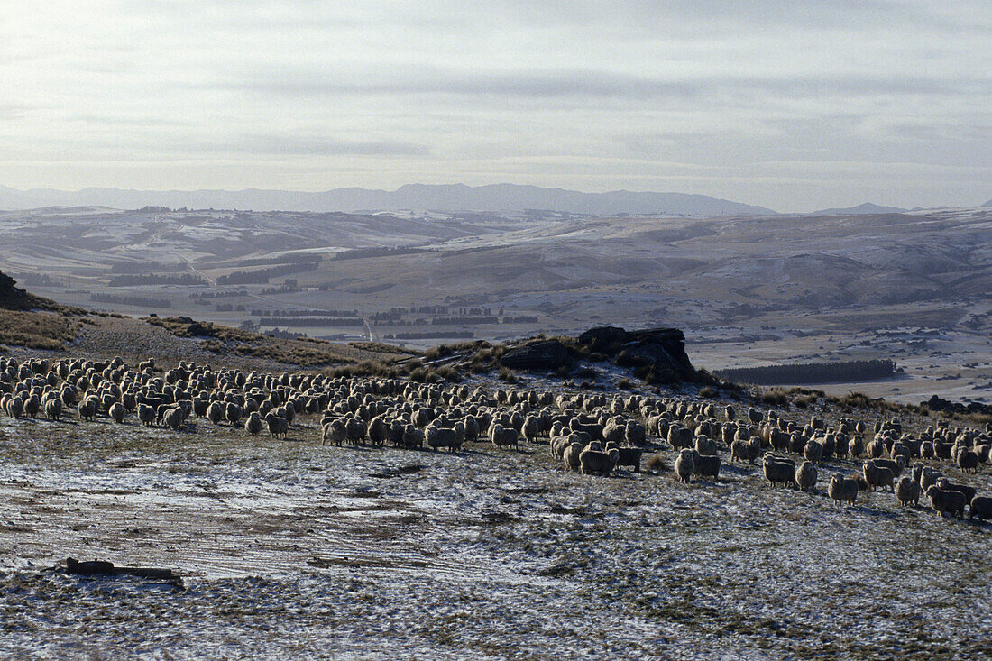 Sheep in Winter, Macraes Flat, Central Otago, South Island, New Zealand