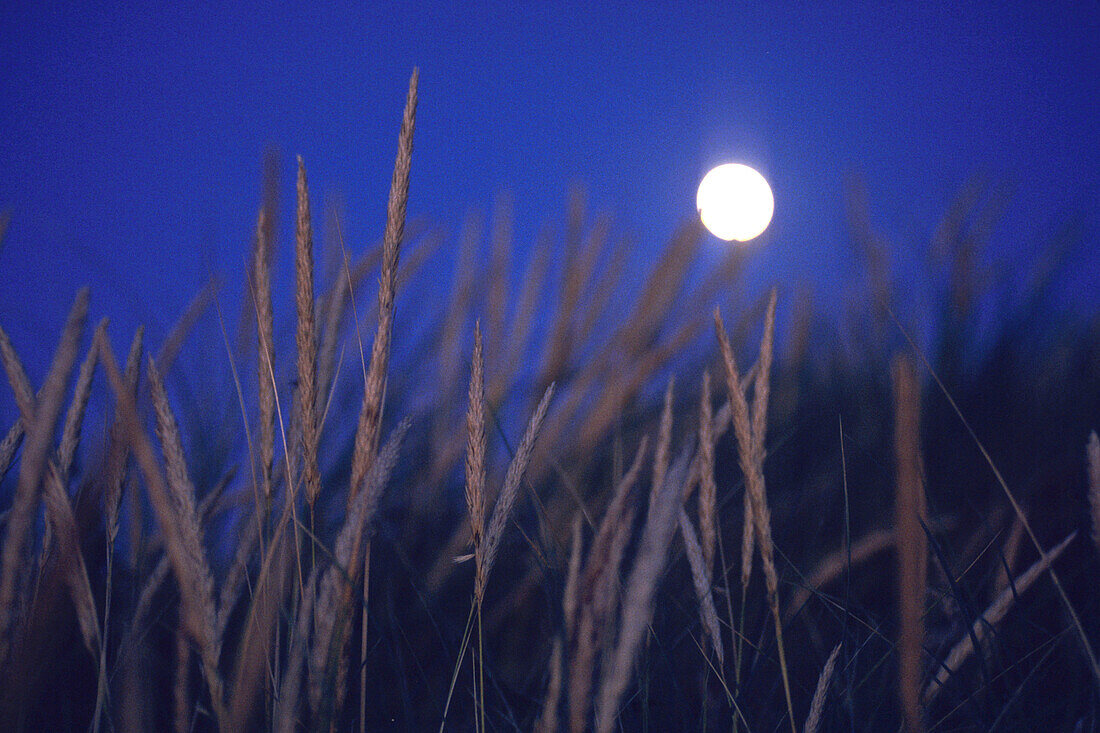 Dünengrass im Mondlicht, Oreti Strand, in der Nähe von Invercargill, Southland, Südinsel, Neuseeland