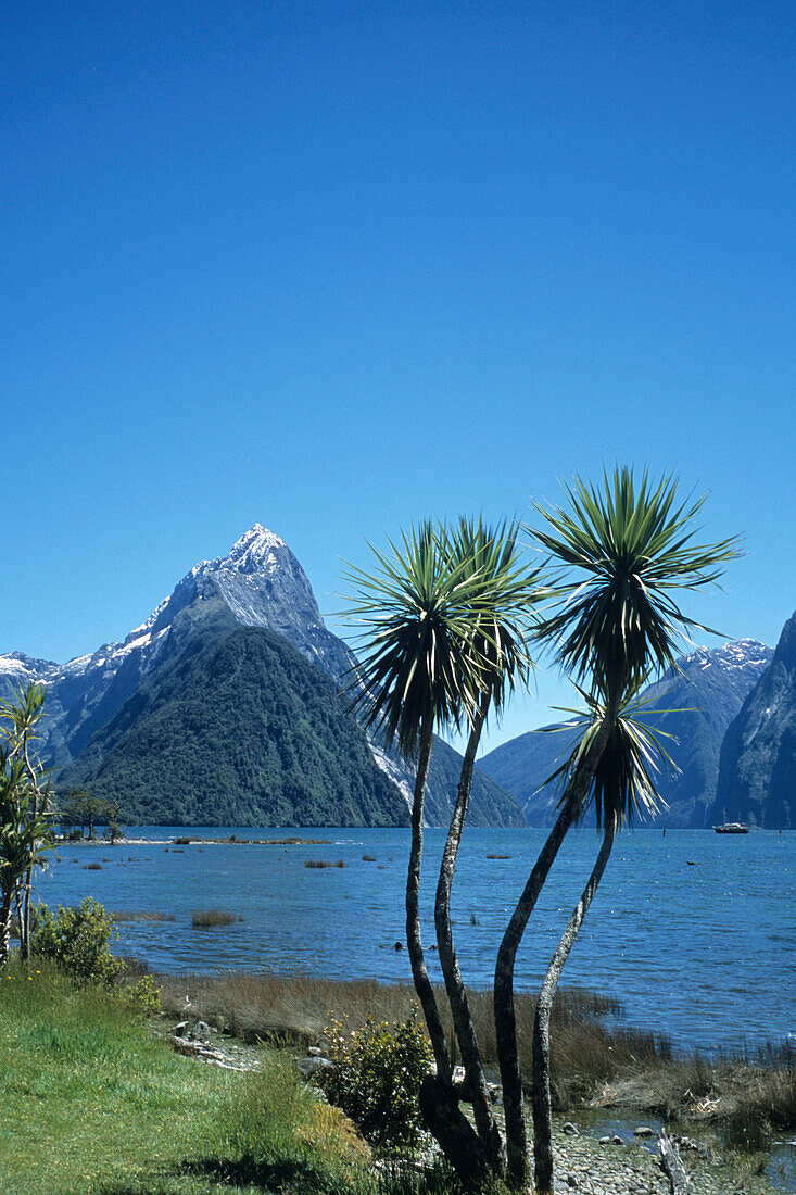 Cabbage Trees and Mitre Peak, Milford Sound, Fiordland National Park, South Island, New Zealand