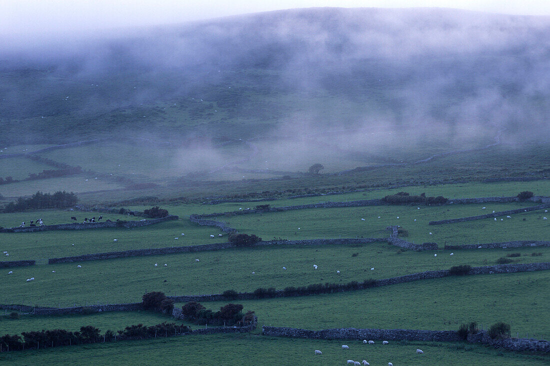 Sheep in Mist, Near Dingle, County Kerry, Ireland