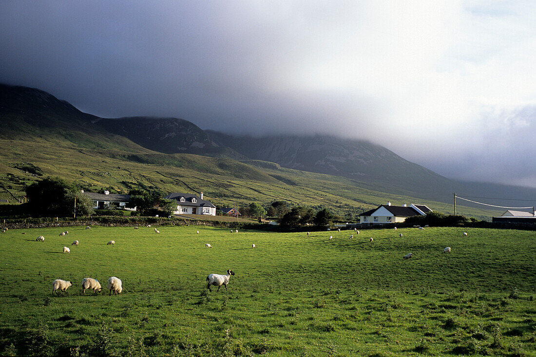 Sheep & Cottages, Murrisk, County Mayo, Ireland