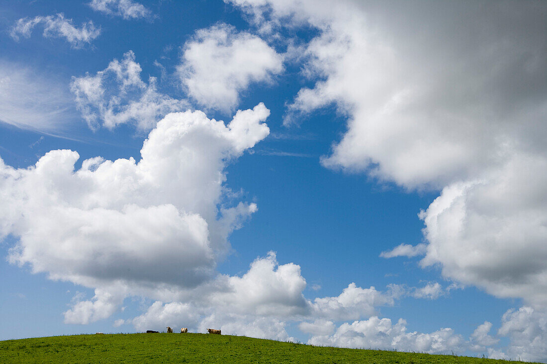 Kühe auf der Wiese mit Wolken, County Donegal, Irland