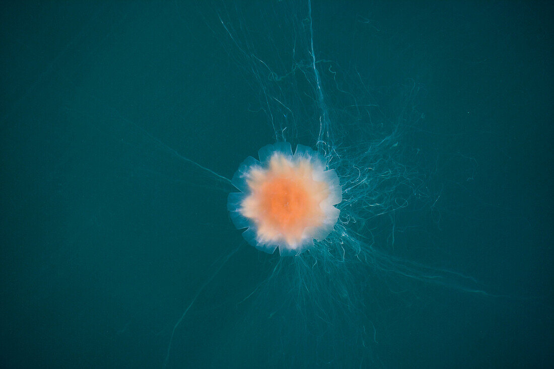 Jellyfish near Norway
