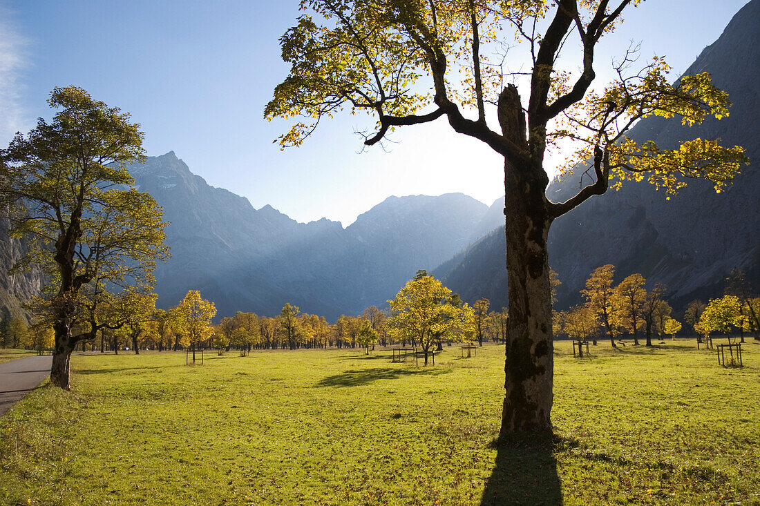 Großer Ahornboden, Bergahorn, Acer pseudoplatanus, Herbstfärbung in der Eng, Österreich