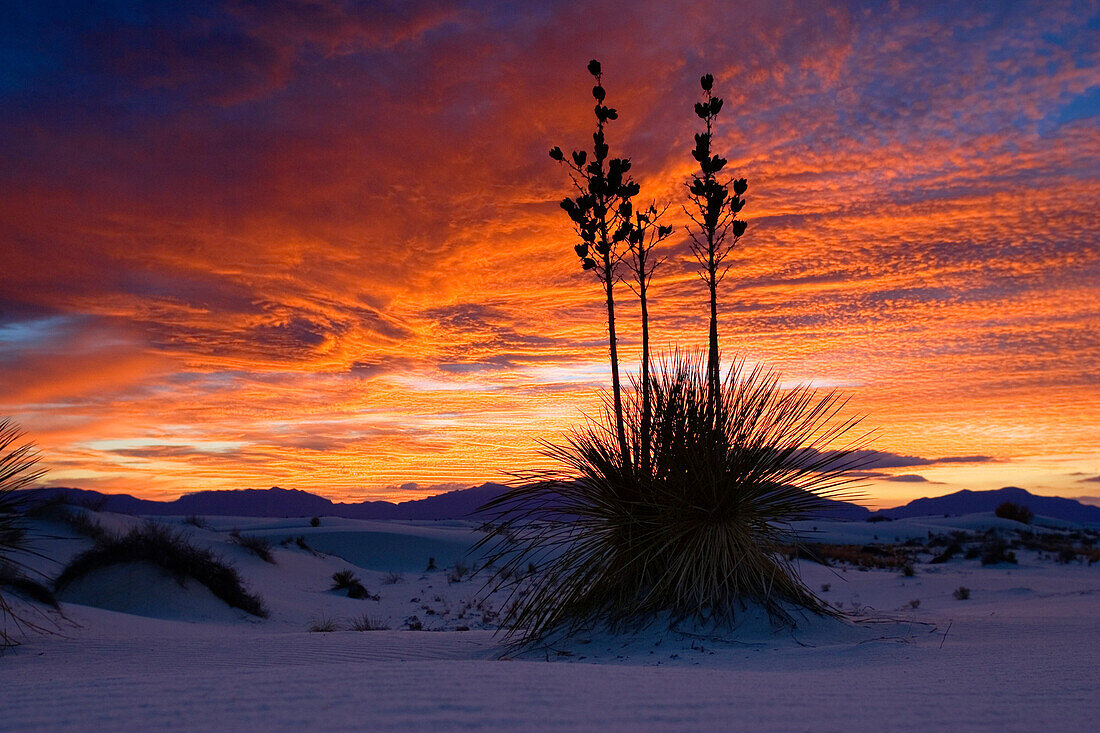 Yucca, Yucca elata, Abendrot, White Sands National Monument, New Mexico, USA