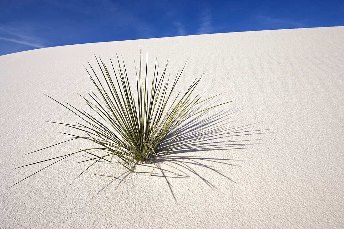 Yucca in Dünen, Yucca elata, White Sands National Monument, Chihuahua Wüste, New Mexico, USA, Amerika