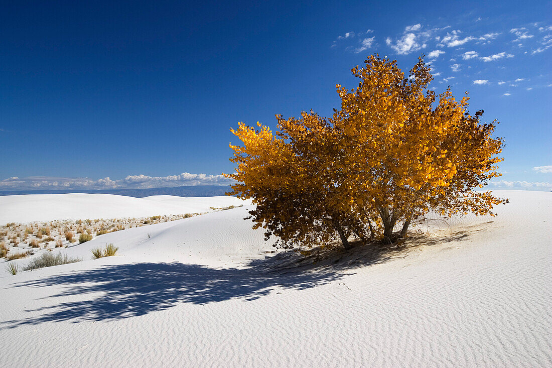 Cottonwood tree in gypsum dune field, White Sands National Monument, Chihuahua desert, New Mexico, USA, America