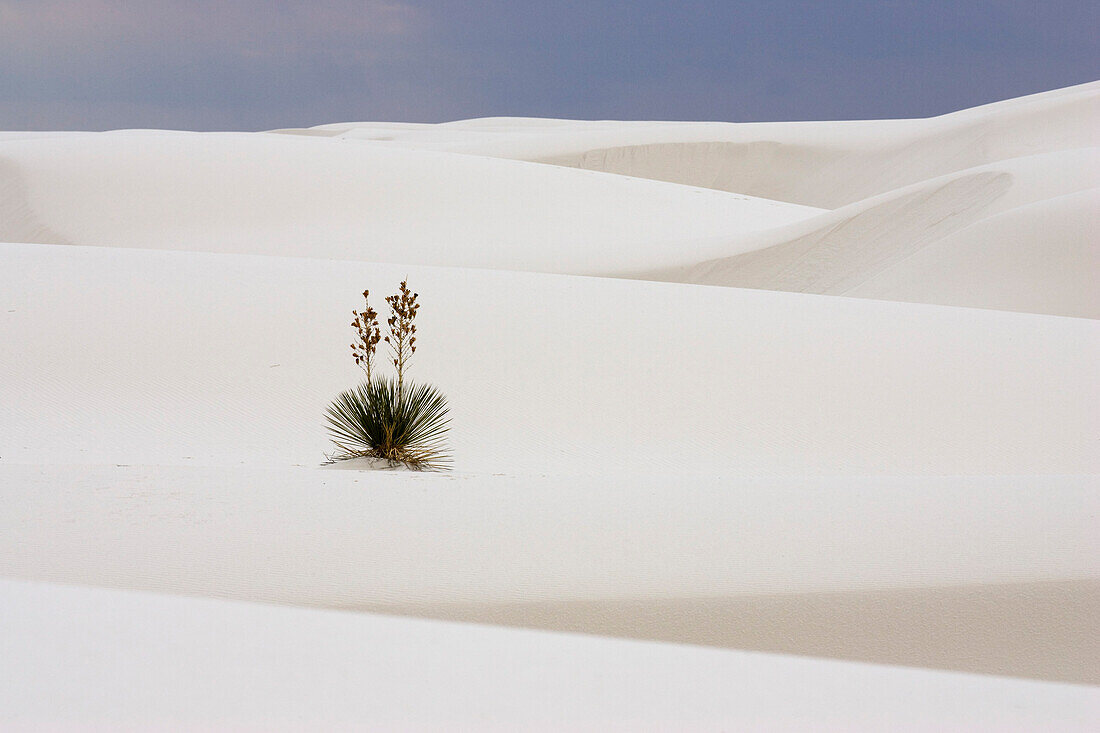 Seifen-Palmlilie, Yucca in Dünen im Sonnenlicht, White Sands National Monument, Chihuahua Wüste, New Mexico, USA, Amerika