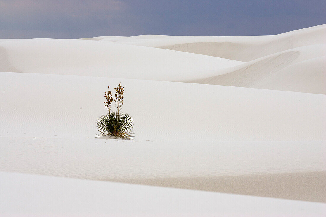 Soaptree yucca in dunes in the sunlight, White Sands National Monument, Chihuahua desert, New Mexico, USA, America