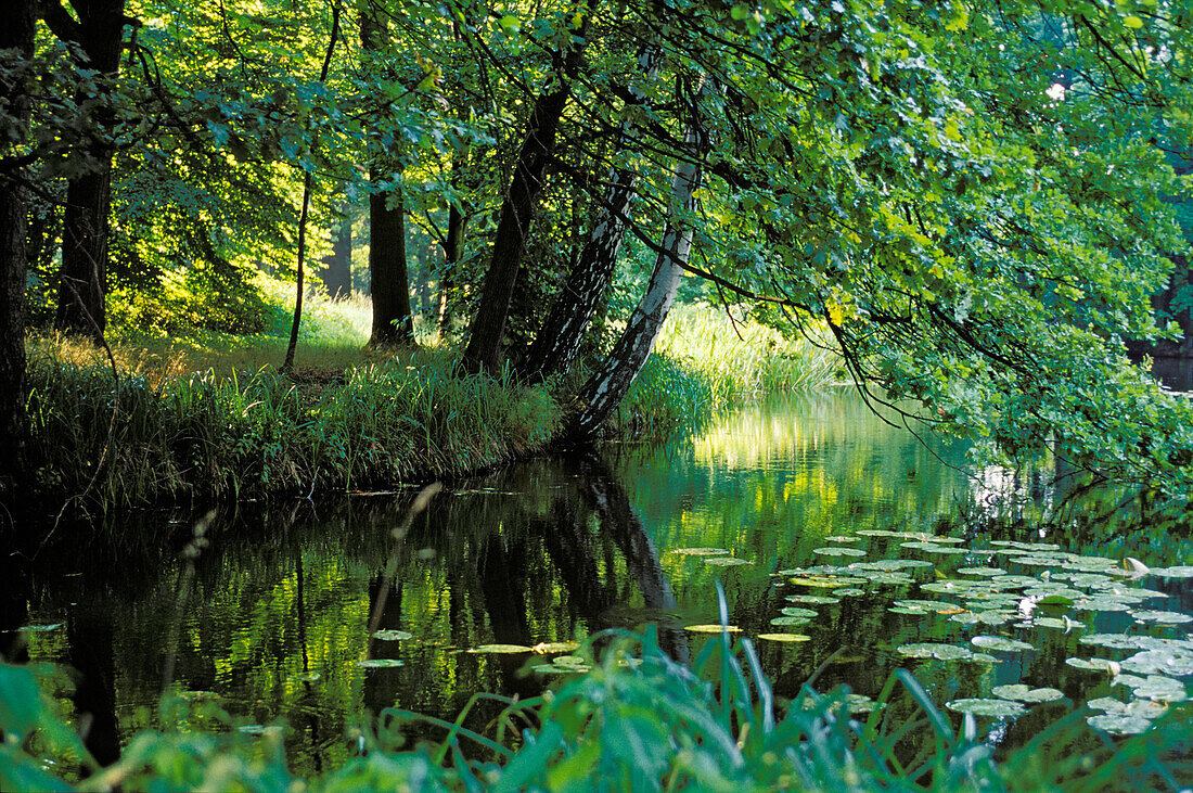 Alluvial forest, creek, Bioshere reserve Spreewald, Brandenburg, Germany