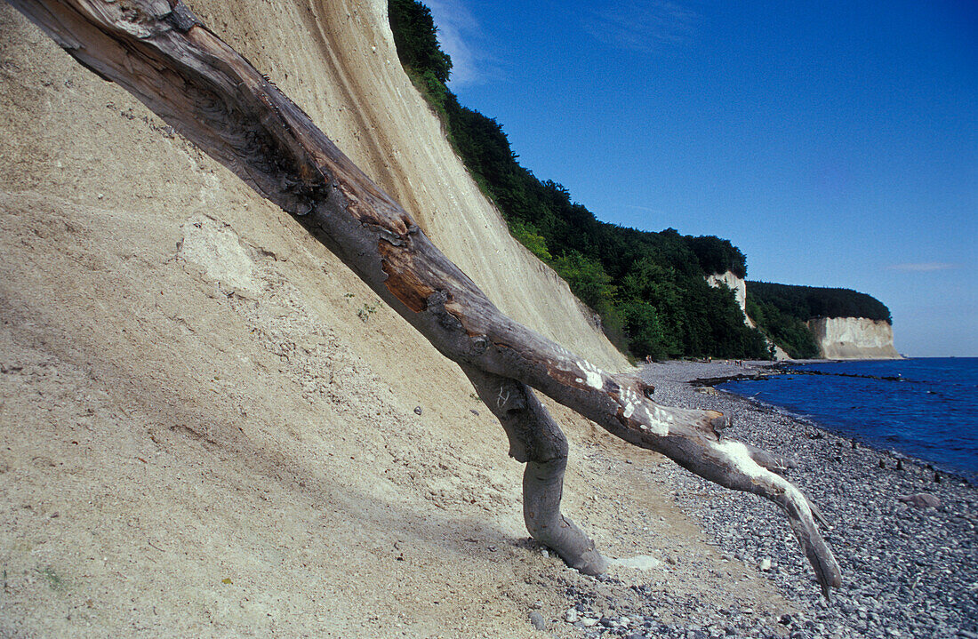 Driftwood and chalk cliffs near Sassnitz, island of Rügen, Mecklenburg-Pomerania, Germany, Europe