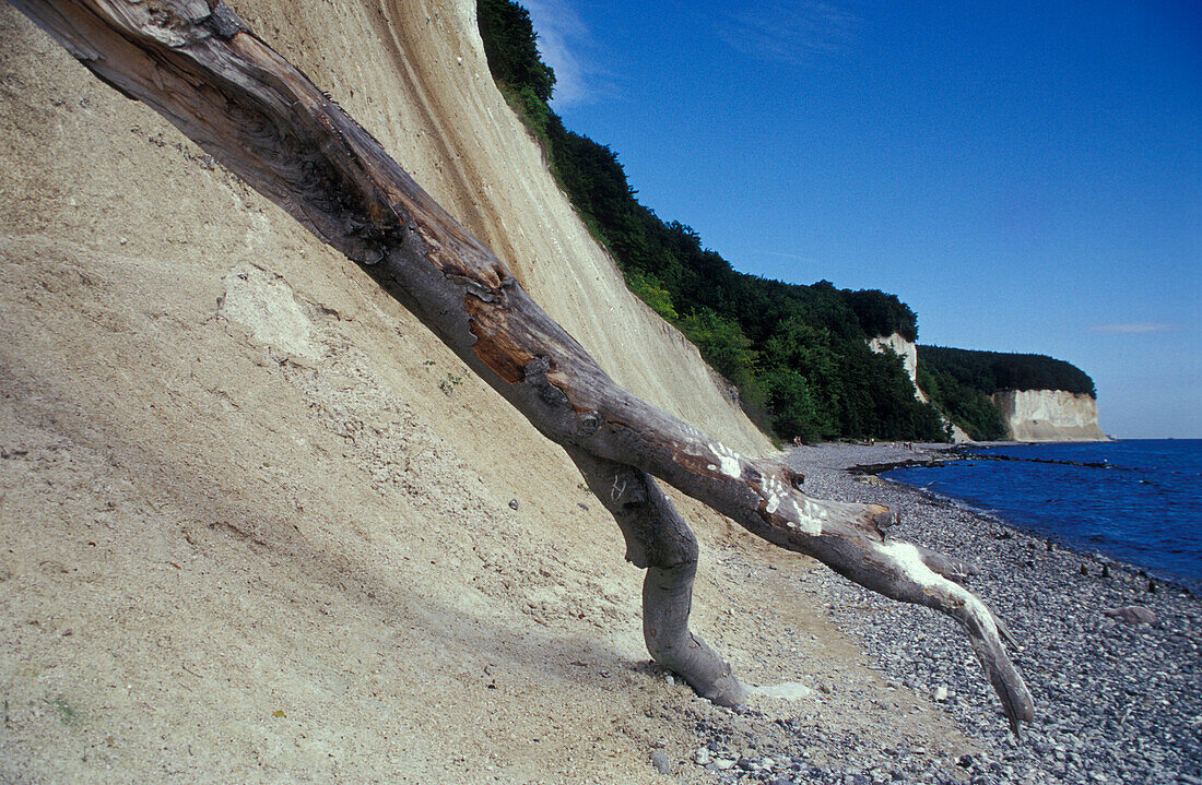 Treibholz und Kreidefelsen bei Sassnitz, Insel Rügen, Mecklenburg-Vorpommern, Deutschland, Europa