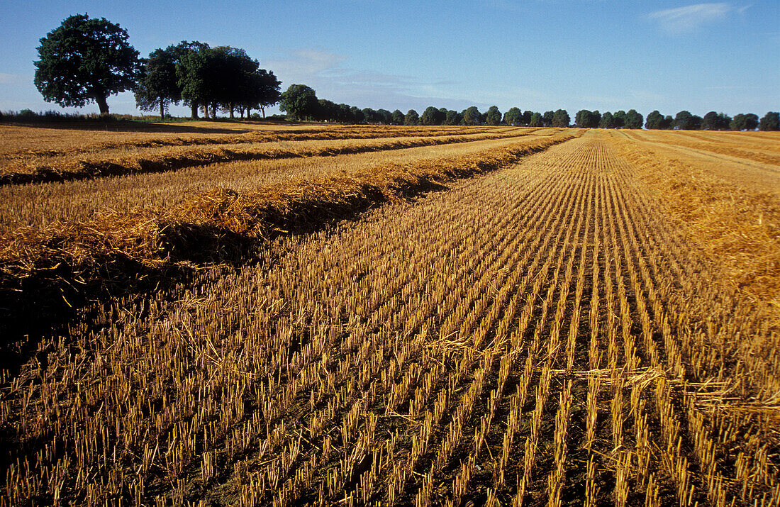 Landschaft bei Malchin, Mecklenburg-Vorpommern, Deutschland, Europa