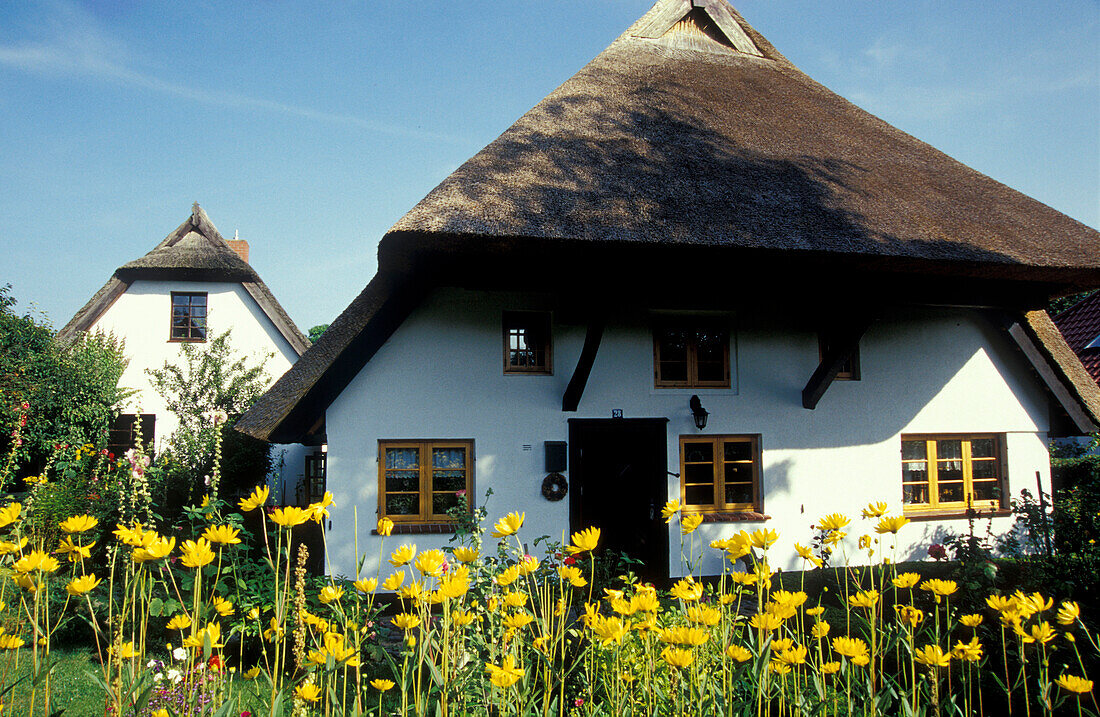 Typical house with thatched roof, Wustrow, Fischland, Mecklenburg-Pomerania, Germany, Europe