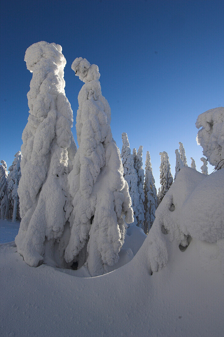 Icy trees, Hochficht, Muehlviertel, Upper Austria