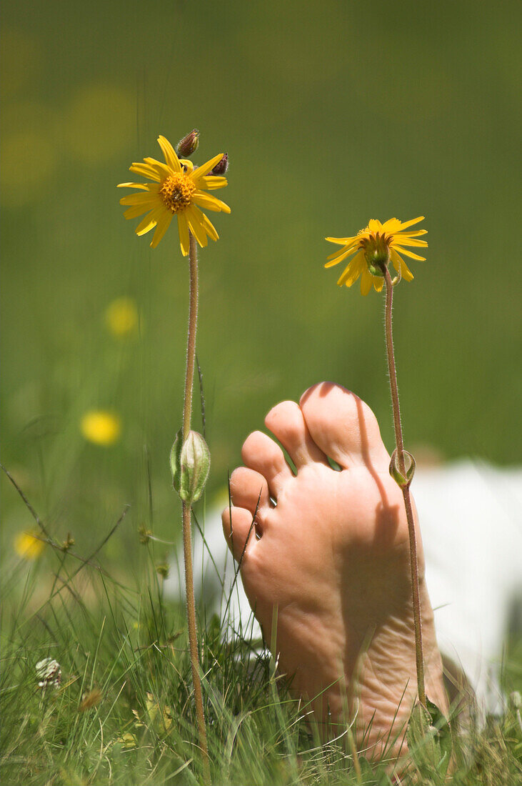 Fuß in Blumenwiese