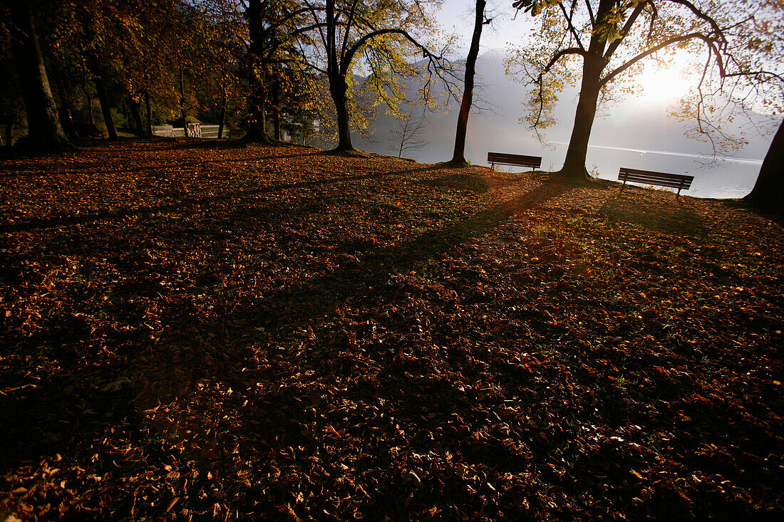 Shore of lake Kochelsee in Autumn with Herzogstand in the background, Bavaria, Germany