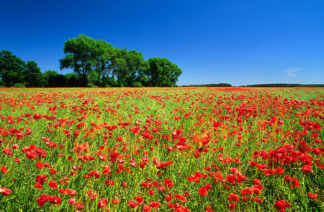 Poppies in field, Neuhardenberg, Brandenburg, Germany