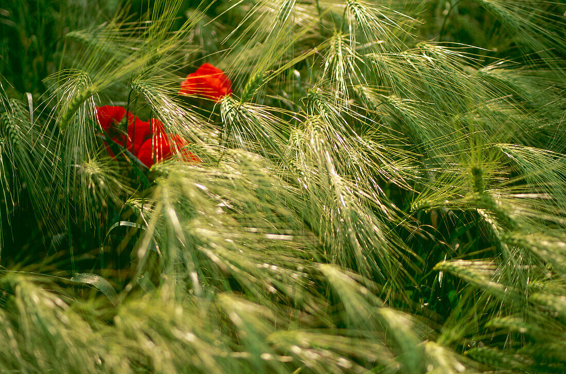 Mohn im Getreide, Havelländisches Luch, Brandenburg, Deutschland