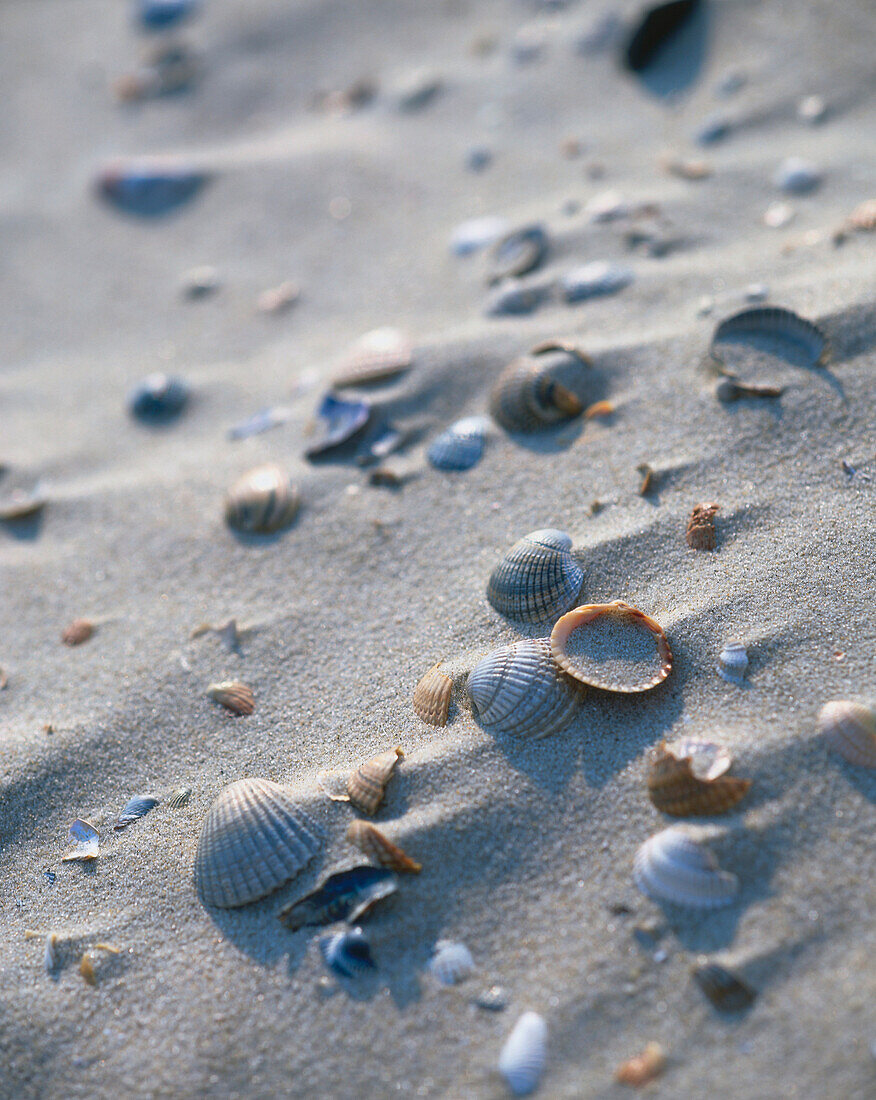 Muscheln, Nordstrand, National Park Niedersächsischen Wattenmer, Insel Spiekeroog, Niedersachsen, Deutschland