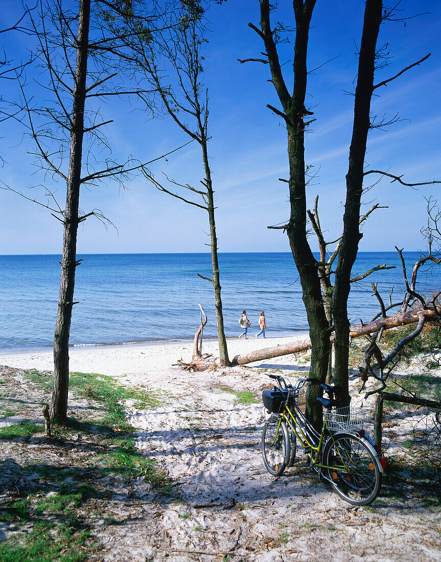 Beach near Esper, Fischland-Darss-Zingst, Mecklenburg-Western Pomerania, Germany