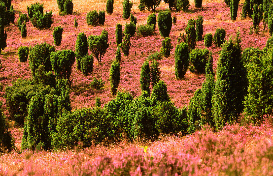 Lüneburger Heide, Niedersachsen, Deutschland