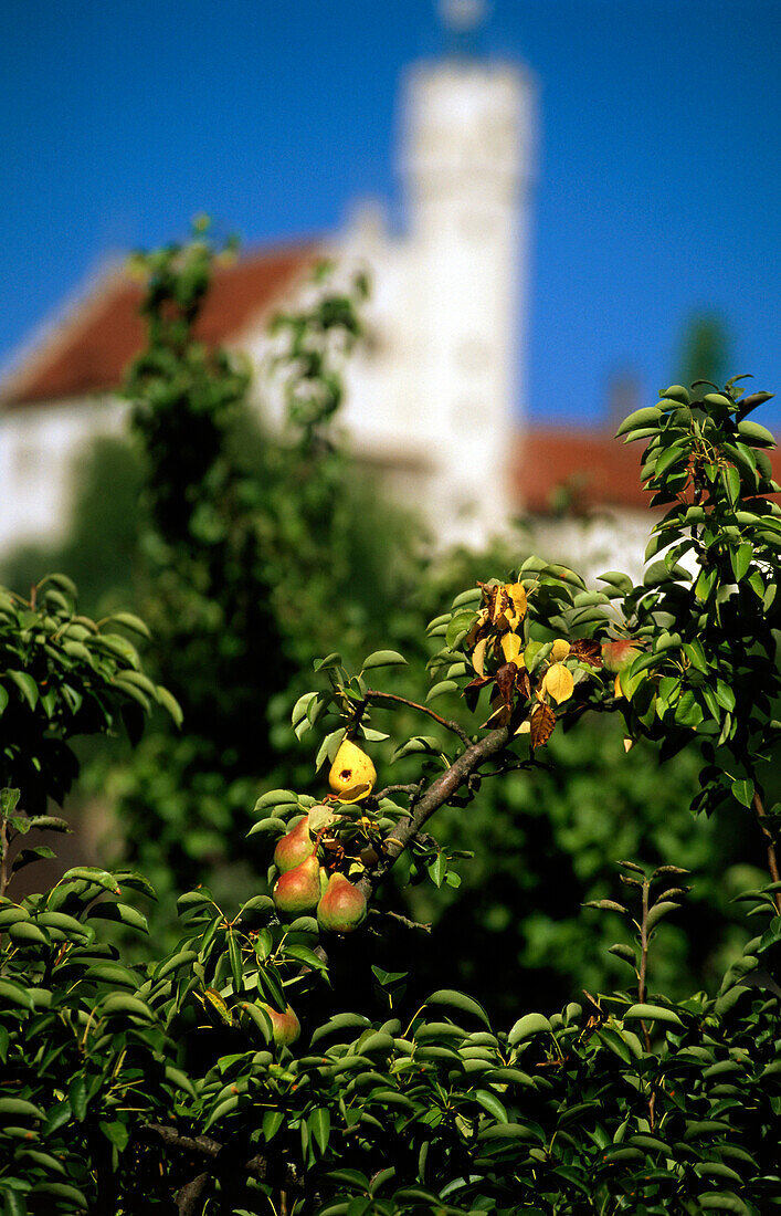 Fruit trees with Gossweinstein castle in the background, Franconian Switzerland, Franconia, Bavaria, Germany