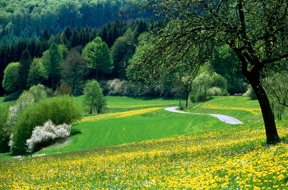 Oberleinleiter Valley in spring, Franconian Switzerland, Franconia, Bavaria, Germany